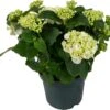 Hortensia (Hydrangea Macrophylla 'Curly Wurly White') D 23 H 45 Cm -PlantenPuur Verkoopwinkel 8720196549030 1