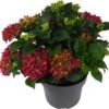 Hortensia (Hydrangea Macrophylla 'Mophead Red') D 23 H 45 Cm -PlantenPuur Verkoopwinkel 8720196549047 1