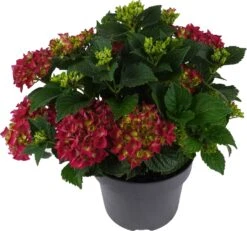 Hortensia (Hydrangea Macrophylla 'Mophead Red') D 23 H 45 Cm