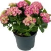 Hortensia (Hydrangea Macrophylla 'Curly Wurly Pink') D 23 H 45 Cm -PlantenPuur Verkoopwinkel 8720196549054 1