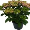 Hortensia (Hydrangea Macrophylla 'Double Dutch Pink') D 23 H 45 Cm -PlantenPuur Verkoopwinkel 8720196549061 1