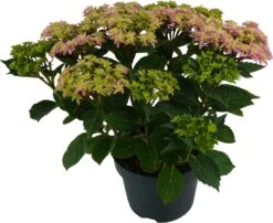 Hortensia (Hydrangea Macrophylla 'Double Dutch Pink') D 23 H 45 Cm