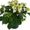 Hortensia (Hydrangea Macrophylla 'Wedding Gown') D 23 H 45 Cm -PlantenPuur Verkoopwinkel 8720196549078 1