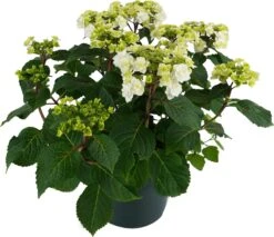 Hortensia (Hydrangea Macrophylla 'Wedding Gown') D 23 H 45 Cm