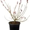 Roze Wilg (Salix Gracilistyla 'Mount Aso') D 19 H 30 Cm
