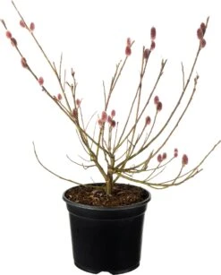 Roze Wilg (Salix Gracilistyla 'Mount Aso') D 19 H 30 Cm