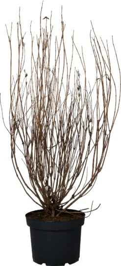 Weigela (Weigela 'Styriaca') D 29 H 60 Cm