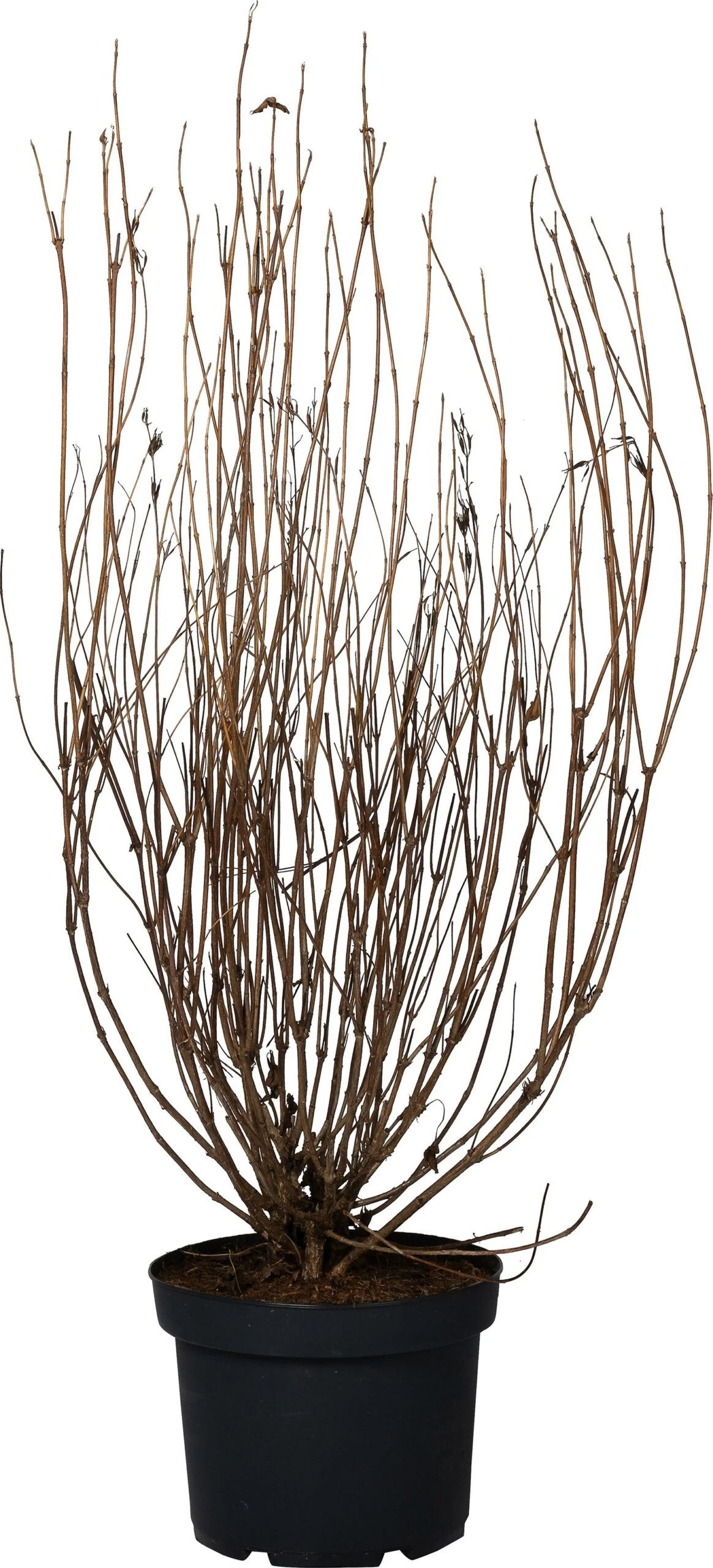 Weigela (Weigela 'Styriaca') D 29 H 60 Cm 3 Weigela (Weigela 'Styriaca') D 29 H 60 Cm