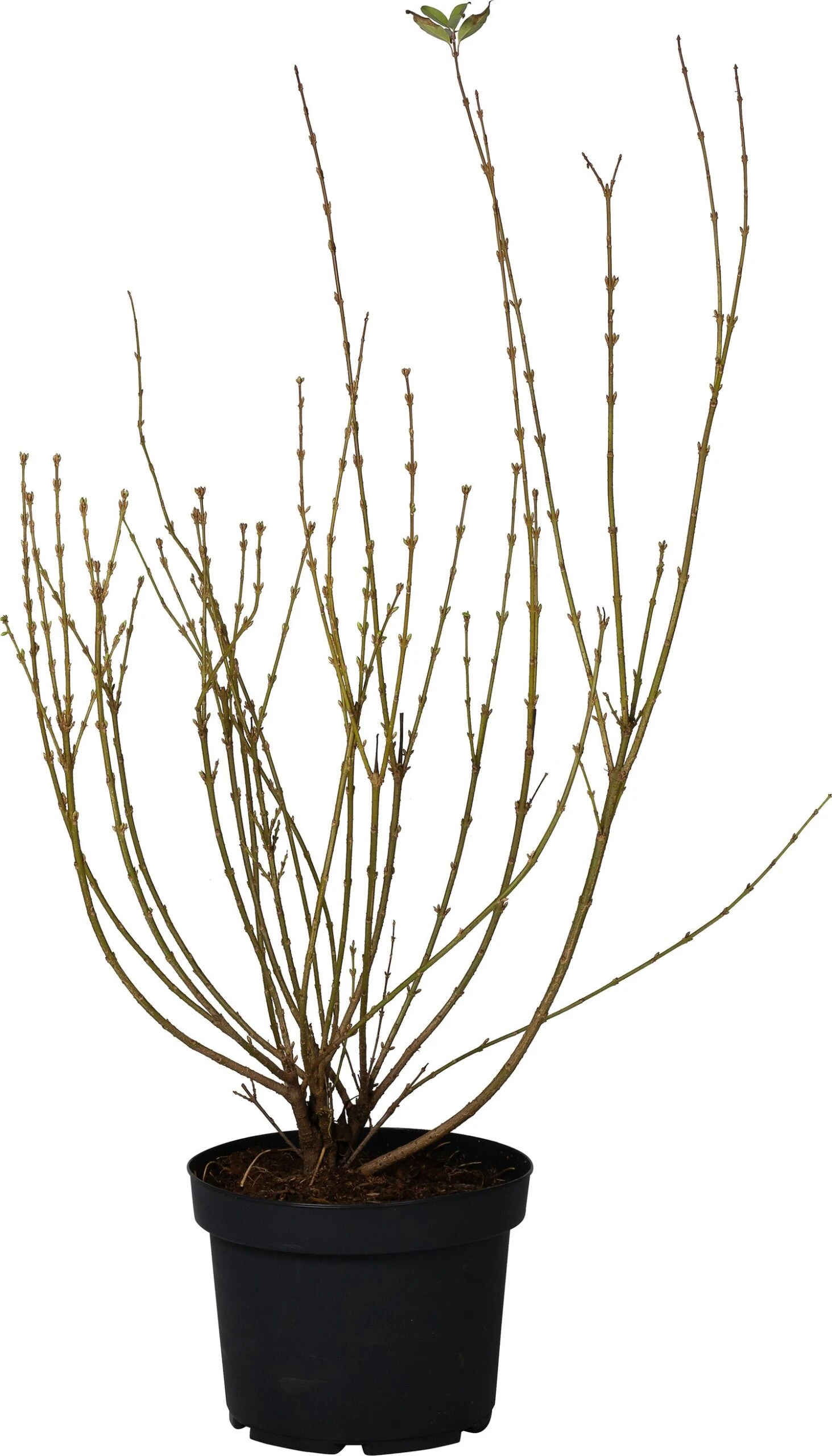 Chinees Klokje (Forsythia Intermedia 'Spectabilis') D 29 H 60 Cm 3 Chinees Klokje (Forsythia Intermedia 'Spectabilis') D 29 H 60 Cm