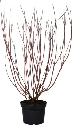 Kornoelje (Cornus Alba 'Sibirica') D 29 H 60 Cm