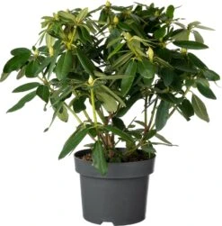 Rhododendron (Rhododendron 'Pink Purple Dream') D 23 H 40 Cm