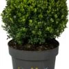 Japanse Hulst In Bolvorm (Ilex Crenata 'Dark Green') D 35 H 55 Cm -PlantenPuur Verkoopwinkel 8720196565191 0