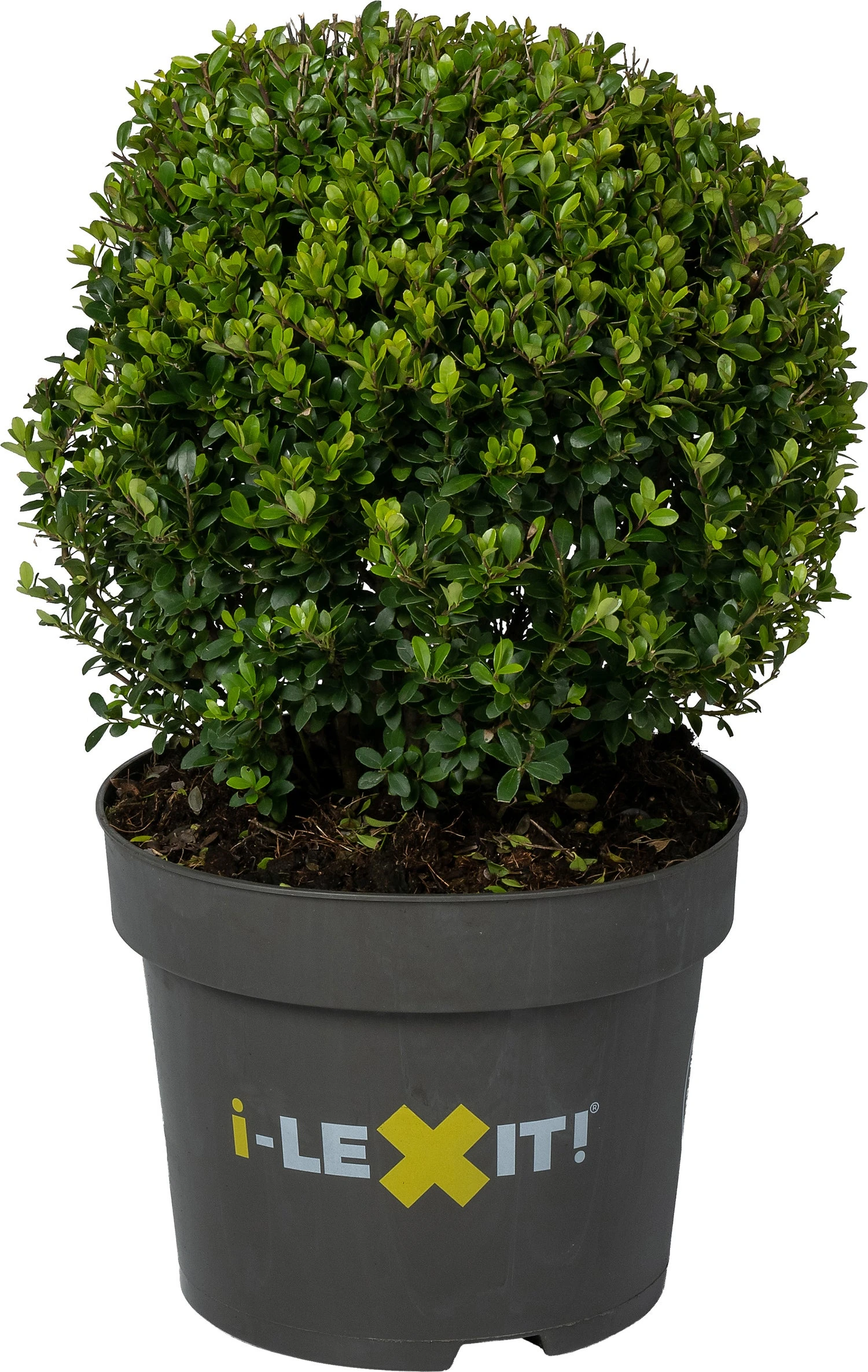Japanse Hulst In Bolvorm (Ilex Crenata 'Dark Green') D 35 H 55 Cm 3 Japanse Hulst In Bolvorm (Ilex Crenata 'Dark Green') D 35 H 55 Cm