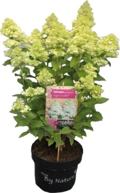 Pluimhortensia (Hydrangea Paniculata 'Magical Candle') D 23 H 50 Cm