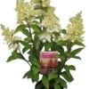 Pluimhortensia (Hydrangea Paniculata 'Candle Light') D 23 H 50 Cm -PlantenPuur Verkoopwinkel 8720196571154 1