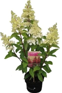 Pluimhortensia (Hydrangea Paniculata 'Candle Light') D 23 H 50 Cm