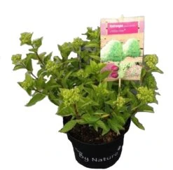Pluimhortensia (Hydrangea Paniculata 'Little Lime') D 23 H 40 Cm