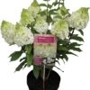 Pluimhortensia (Hydrangea Paniculata 'Mont Blanc') D 23 H 50 Cm -PlantenPuur Verkoopwinkel 8720196571178 1