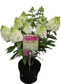 Pluimhortensia (Hydrangea Paniculata 'Mont Blanc') D 23 H 50 Cm