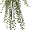 Dwergmispel (Cotoneaster Suecicus 'Coral Beauty') D 23 H 120 Cm 2 Dwergmispel (Cotoneaster Suecicus 'Coral Beauty') D 23 H 120 Cm -PlantenPuur Verkoopwinkel 8720196575138