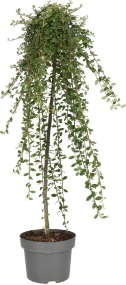 Dwergmispel (Cotoneaster Suecicus 'Coral Beauty') D 23 H 120 Cm