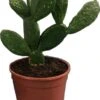 Schijfcactus (Opuntia Mycrodasys) D 17 H 30 Cm 2 Schijfcactus (Opuntia Mycrodasys) D 17 H 30 Cm -PlantenPuur Verkoopwinkel 8720196575787 1