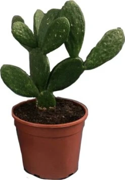 Schijfcactus (Opuntia Mycrodasys) D 17 H 30 Cm