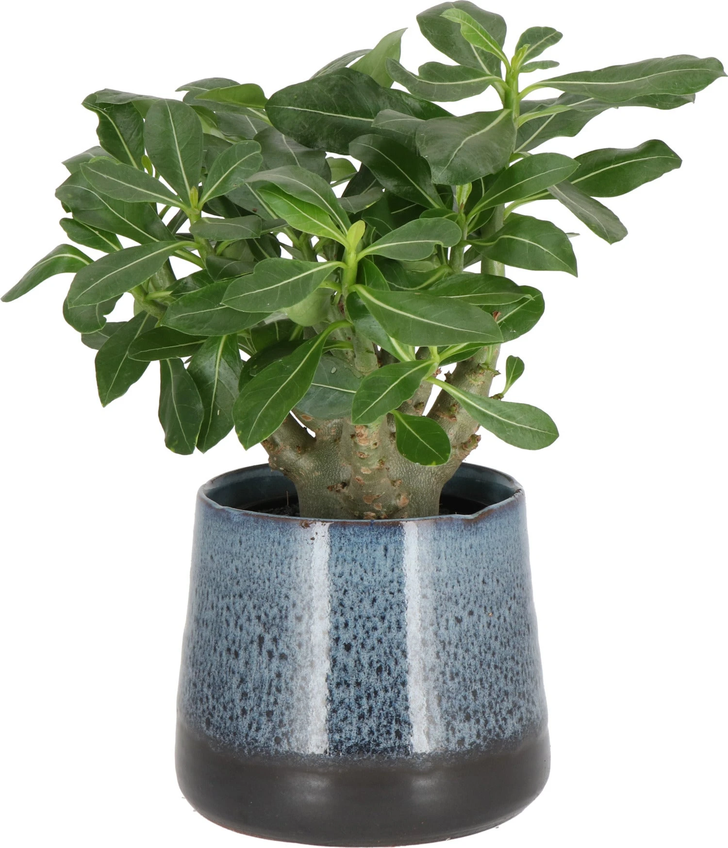 Woestijnroos (Adenium 'Ansu Baobab') D 12 H 15 Cm 3 Woestijnroos (Adenium 'Ansu Baobab') D 12 H 15 Cm