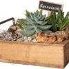 Intratuin Arrangement Succulent Op Houten Dienblad D 26 H 14 Cm 2 Intratuin Arrangement Succulent Op Houten Dienblad D 26 H 14 Cm -PlantenPuur Verkoopwinkel 8720196579754