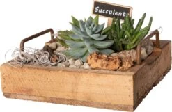 Intratuin Arrangement Succulent Op Houten Dienblad D 26 H 14 Cm