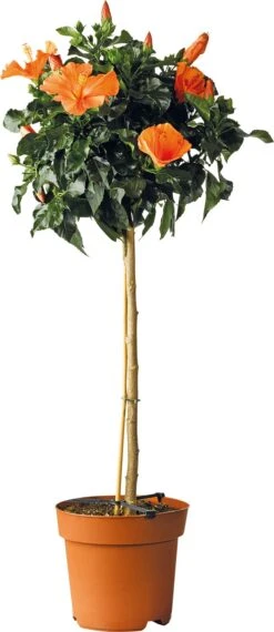 Chinese Roos (Hibiscus Rosa-sinensis 'Sunny') D 24 H 110 Cm