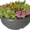 Intratuin Sedum-mix In Zwarte Kunststof Pot (Arrangement Sedum Mix Kunststof Zwart) D 30 H 20 Cm -PlantenPuur Verkoopwinkel 8720196593699