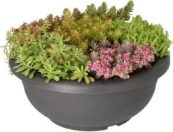 Intratuin Sedum-mix In Zwarte Kunststof Pot (Arrangement Sedum Mix Kunststof Zwart) D 30 H 20 Cm