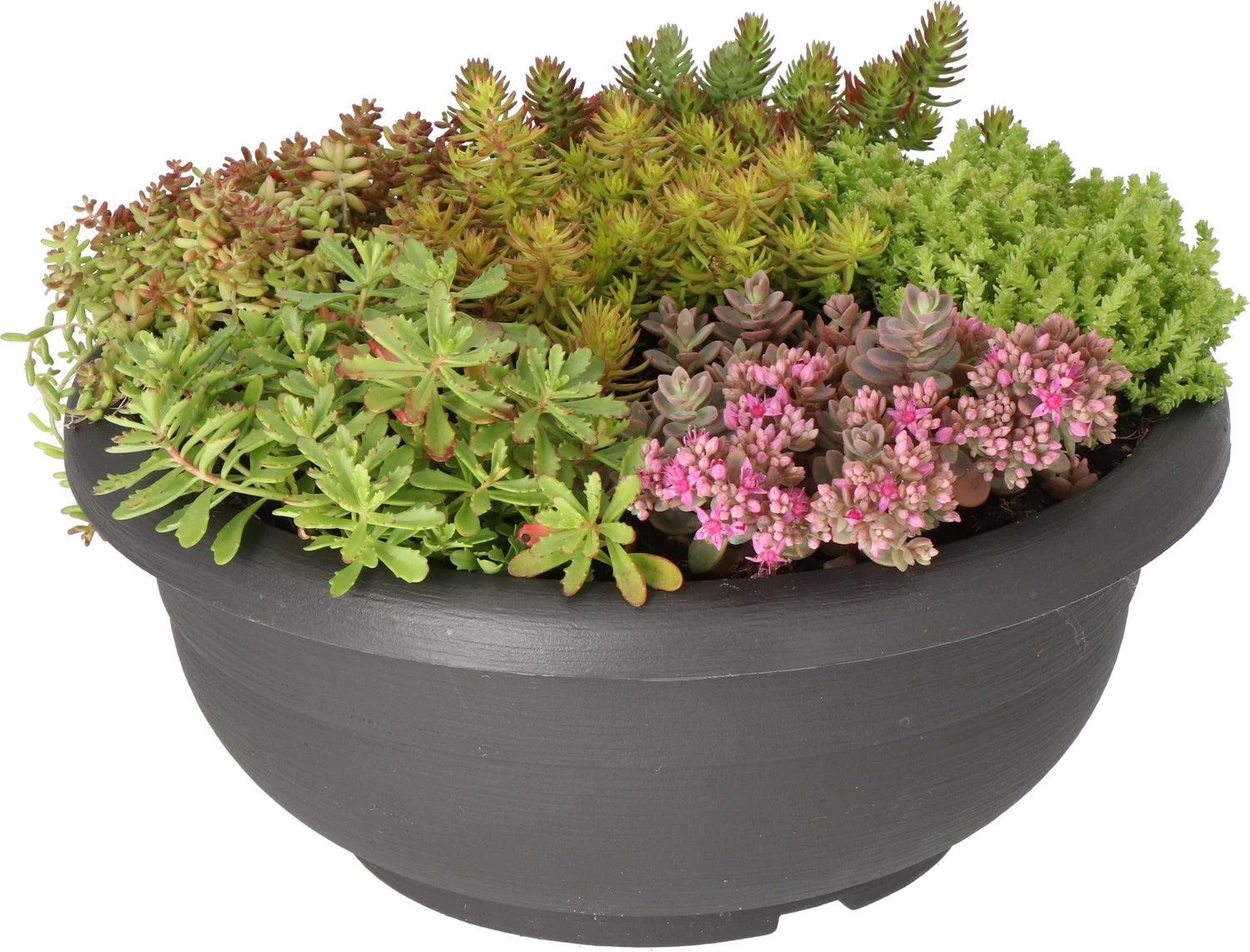 Intratuin Sedum-mix In Zwarte Kunststof Pot (Arrangement Sedum Mix Kunststof Zwart) D 30 H 20 Cm 3 Intratuin Sedum-mix In Zwarte Kunststof Pot (Arrangement Sedum Mix Kunststof Zwart) D 30 H 20 Cm
