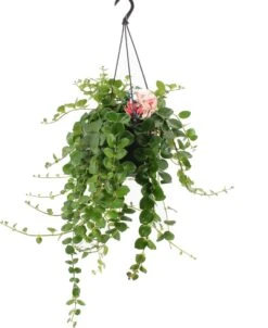 Lipstickplant (Aeschynanthus 'Pink Polka') D 15 H 30 Cm