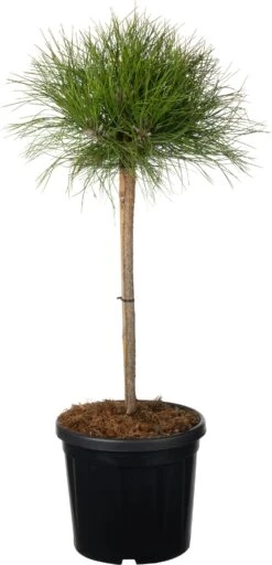 Zwarte Den (Pinus Nigra 'Marie Brégeon') D 26 H 70 Cm