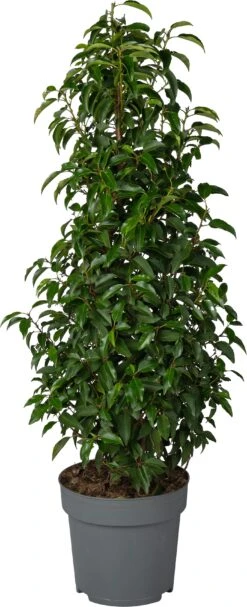 Portugese Laurier (Prunus Lusitanica 'Angustifolia') D 29 H 100 Cm