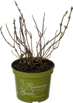 Hortensia (Hydrangea 'Runaway Bride') D 17 H 30 Cm