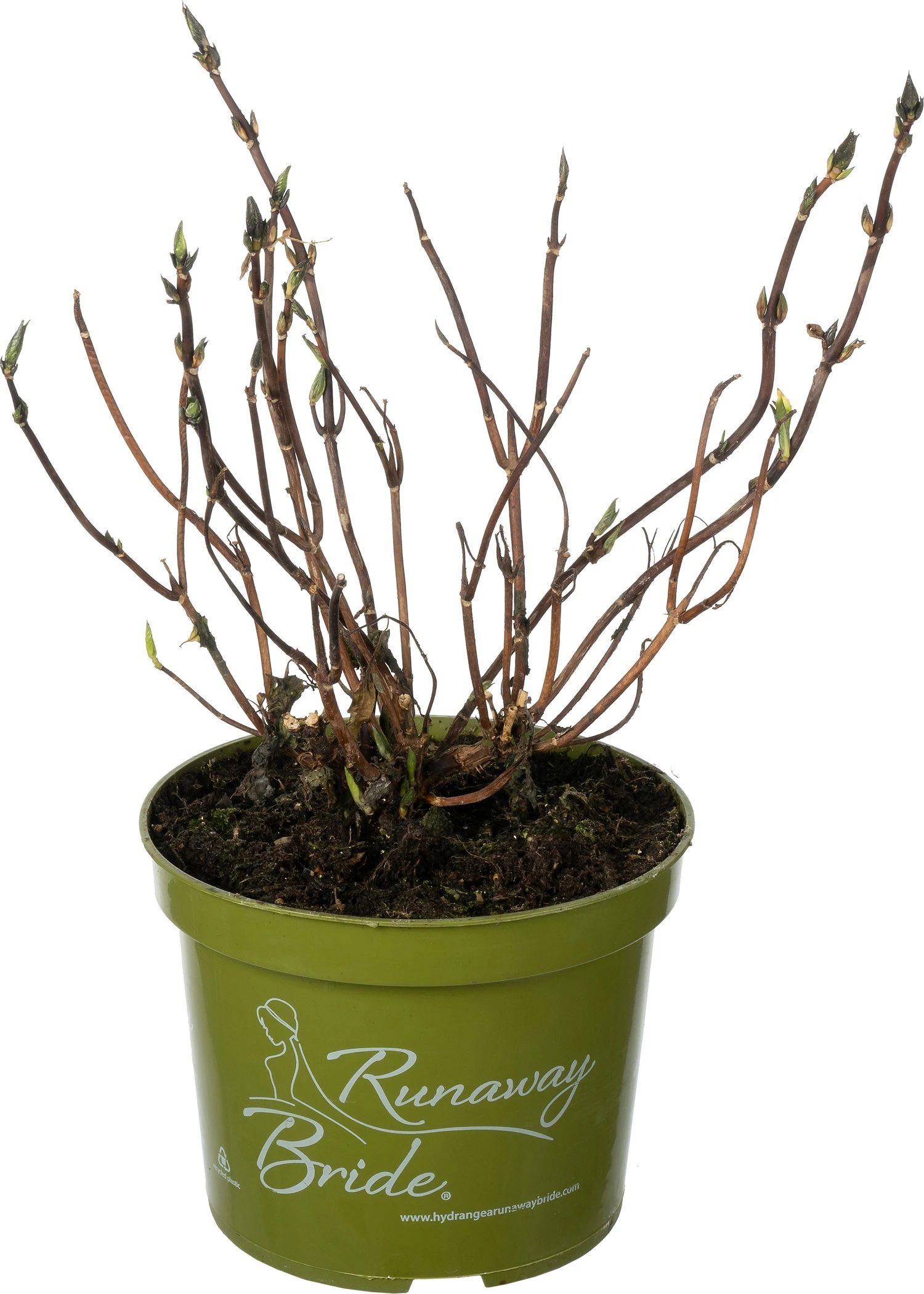 Hortensia (Hydrangea 'Runaway Bride') D 17 H 30 Cm 3 Hortensia (Hydrangea 'Runaway Bride') D 17 H 30 Cm