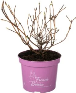 Hortensia (Hydrangea 'French Bolero') D 17 H 30 Cm