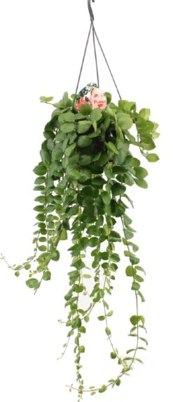 Lipstickplant (Aeschynanthus 'Pink Polka') D 15 H 55 Cm