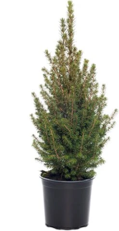 Dwergspar (Picea Glauca 'Perfecta') D 26 H 70 Cm