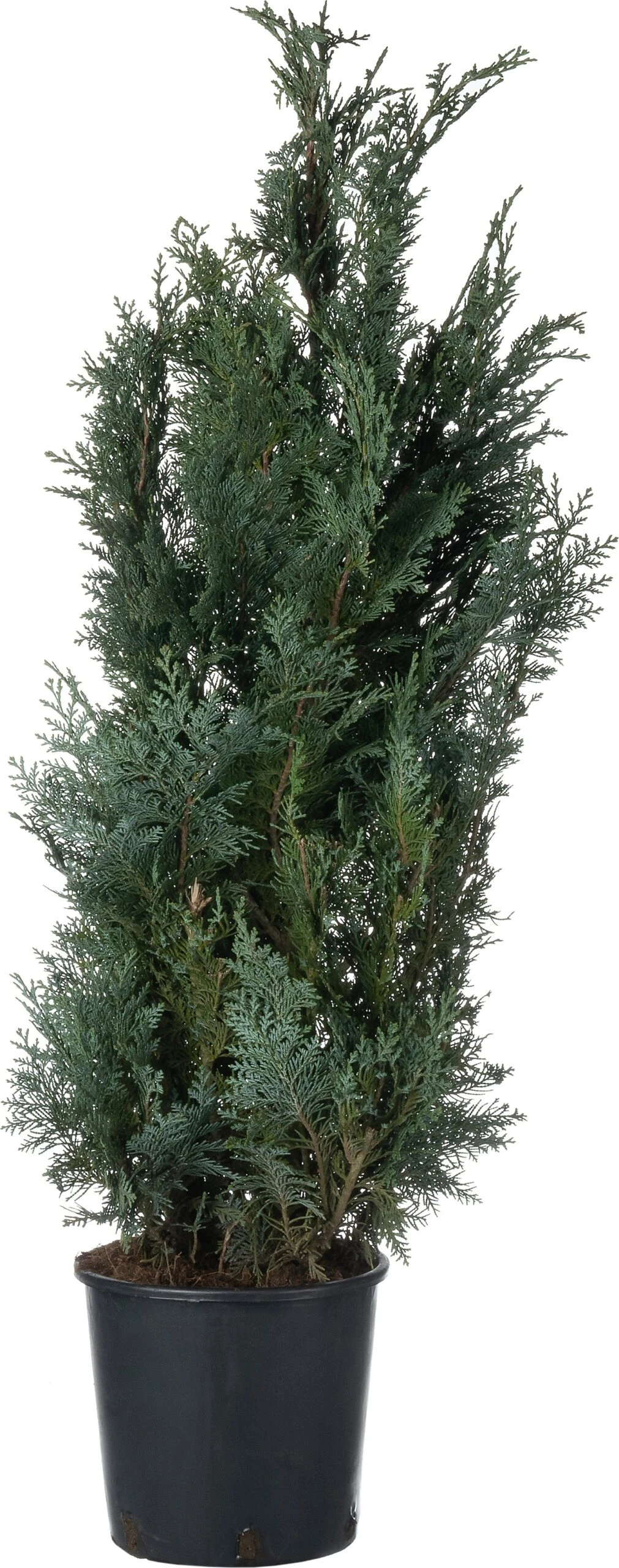 Haagcipress (Chamaecyparis Lawsoniana 'Columnaris') D 23 H 80 Cm 3 Haagcipress (Chamaecyparis Lawsoniana 'Columnaris') D 23 H 80 Cm