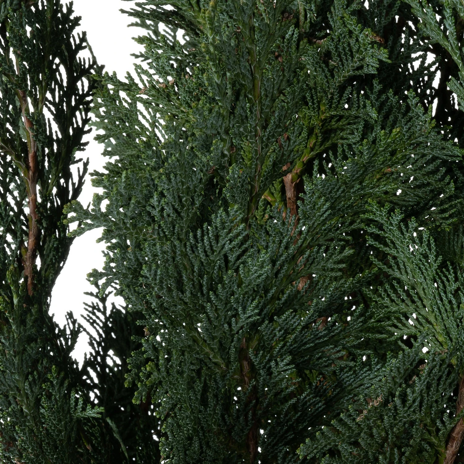 Haagcipress (Chamaecyparis Lawsoniana 'Columnaris') D 23 H 80 Cm 4 Haagcipress (Chamaecyparis Lawsoniana 'Columnaris') D 23 H 80 Cm - Afbeelding 2