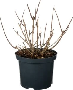 Pluimhortensia (Hydrangea Paniculata 'Petite Star') D 23 H 30 Cm