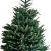 Zilverspar (Abies 'Fraseri') D 26 H 80 Cm -PlantenPuur Verkoopwinkel 8720196649815 0 1