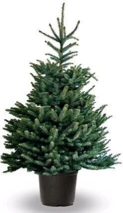 Zilverspar (Abies 'Fraseri') D 26 H 80 Cm