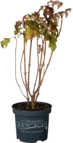 Eikenbladhortensia (Hydrangea Quercifolium 'Ice Crystal') D 19 H 40 Cm