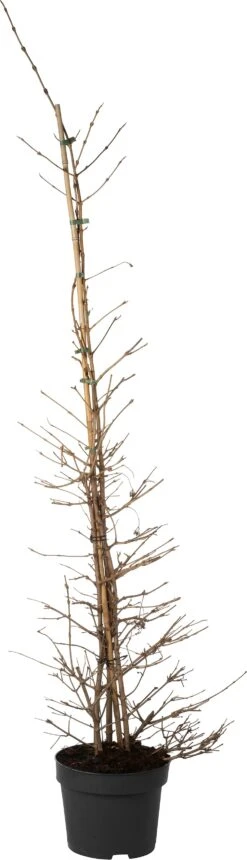 Japanse Sneeuwbal (Viburnum Plicatum 'Kilimandjaro') D 28 H 125 Cm