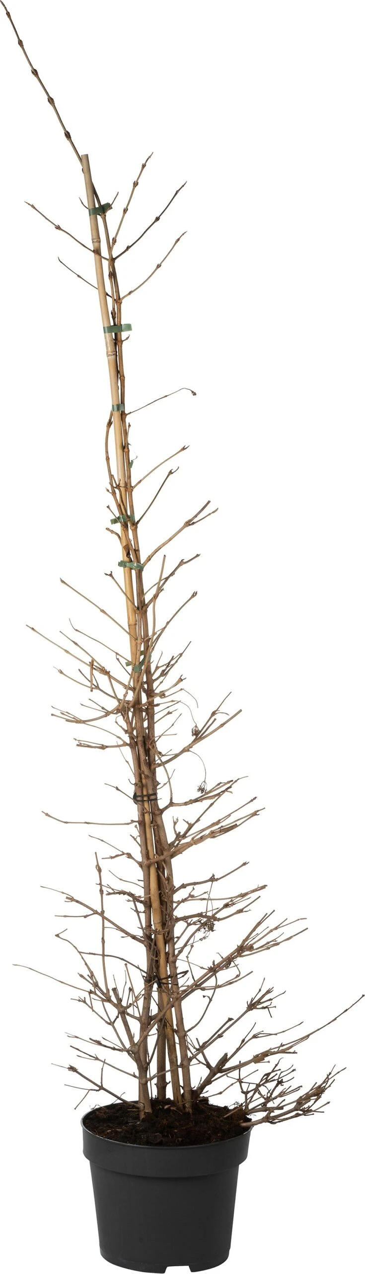 Japanse Sneeuwbal (Viburnum Plicatum 'Kilimandjaro') D 28 H 125 Cm 3 Japanse Sneeuwbal (Viburnum Plicatum 'Kilimandjaro') D 28 H 125 Cm